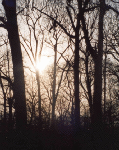 forest-gardens.png [15 ko]